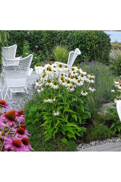 Ехінацея пурпурна Вайт (квіти білі)